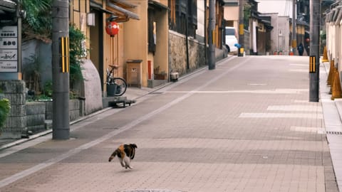 Kyoto — DSCF8370 Giommachi-Minamigawa, Higashiyama Ward, Kyoto | XF16-55mm f8.6 1/170s ISO2500