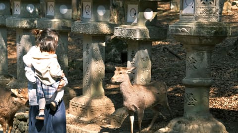 Nara — DSCF7744 Nara, Nara Prefecture, Japan | XF16-55mm f3.7 1/1900s ISO320
